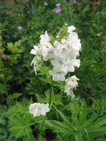 unbekannter baum 012.webp