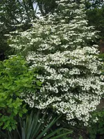 unbekannter baum 019.webp