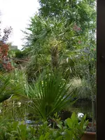 P1020416unterm Pavillon.webp
