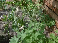 P1020414Rittersporn.webp