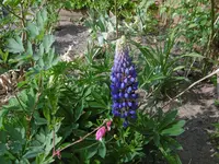 P1020413Lupinie.webp