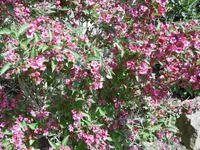 P1020412Weigeli.webp
