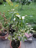 P1020408Zitrone.jpg