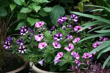 Terasse9118bJPG.webp