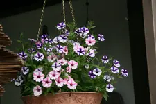 Einjährige7418.webp