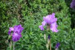 Iris0118.jpg