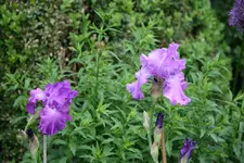 Iris0118.webp