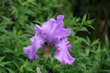 Iris0218.webp