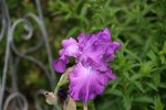 Iris0318.jpg