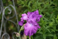 Iris0318.webp