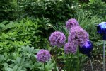 Allium1318.jpg