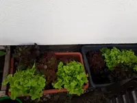 Salat.jpg