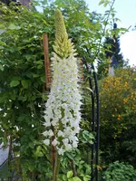 DSCF1076 (2).webp