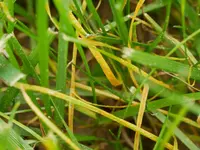 Gelbrost1.webp