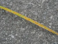Gelbrost2.webp