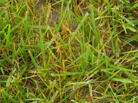 Gelbrost3.webp