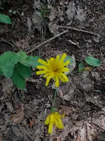 gelbeblume.webp