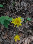 gelbeblume.jpg