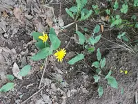 gelbeblume1.jpg