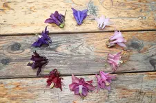Garten Mai 15.jpg