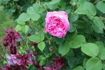Garten Mai 17.jpg