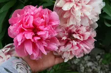 Garten Mai 18.webp