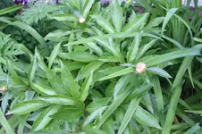 Garten Mai 19.jpg