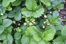Garten Mai 20.jpg
