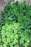 Garten Mai 21.jpg