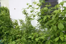 Garten Mai 22.webp