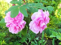 DSCF1113 (2).webp