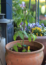 Mexikanische Honigtomate_700.JPG