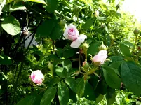 Pfingstmontag 17.webp