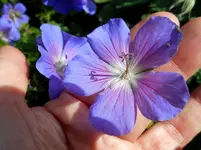 Pfingstmontag 5.webp