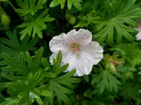 Pfingstmontag 29.webp