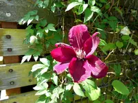 Pfingstmontag 9.webp