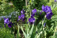 Pfingstmontag 6.webp