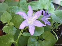c039.webp