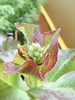 c040.webp