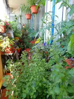 c042.webp