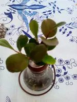 IMG_20180521_140855.webp