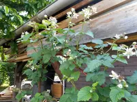 Pfingstmontag 26.webp