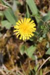 gelbeblume2.jpg