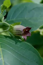 blumemörike2.webp