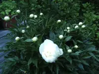 BILD9605.webp