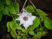 DSCI0774.webp