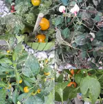 kranke_pflanzen.webp