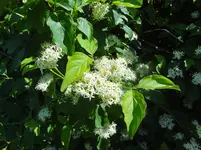 DSC02916.webp