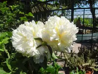 DSC02920.webp