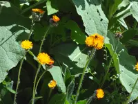 DSC02923.webp